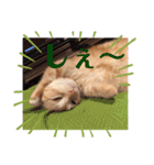 はなちゃんの独り言（個別スタンプ：8）
