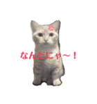 はなちゃんの独り言（個別スタンプ：9）