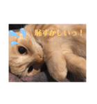 はなちゃんの独り言（個別スタンプ：12）