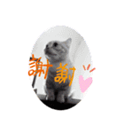 はなちゃんの独り言（個別スタンプ：18）