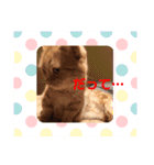 はなちゃんの独り言（個別スタンプ：20）