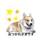 コーギー犬のクッキーちゃん（個別スタンプ：1）