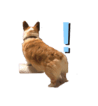コーギー犬のクッキーちゃん（個別スタンプ：3）