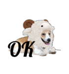 コーギー犬のクッキーちゃん（個別スタンプ：5）