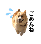コーギー犬のクッキーちゃん（個別スタンプ：6）