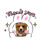 コーギー犬のクッキーちゃん（個別スタンプ：8）