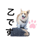 コーギー犬のクッキーちゃん（個別スタンプ：9）