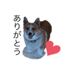 コーギー犬のクッキーちゃん（個別スタンプ：10）