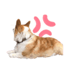 コーギー犬のクッキーちゃん（個別スタンプ：11）