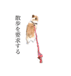 コーギー犬のクッキーちゃん（個別スタンプ：13）