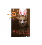コーギー犬のクッキーちゃん（個別スタンプ：14）