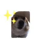 コーギー犬のクッキーちゃん（個別スタンプ：15）