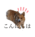 コーギー犬のクッキーちゃん（個別スタンプ：16）