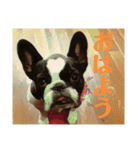 破天荒犬 さくら（個別スタンプ：1）