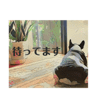 破天荒犬 さくら（個別スタンプ：6）
