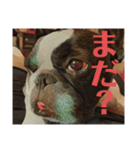 破天荒犬 さくら（個別スタンプ：7）