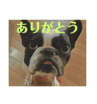 破天荒犬 さくら（個別スタンプ：8）