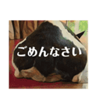 破天荒犬 さくら（個別スタンプ：9）