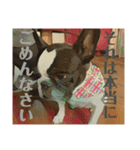 破天荒犬 さくら（個別スタンプ：10）