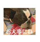 破天荒犬 さくら（個別スタンプ：11）