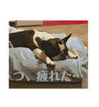 破天荒犬 さくら（個別スタンプ：12）