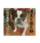破天荒犬 さくら（個別スタンプ：13）