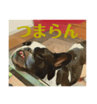 破天荒犬 さくら（個別スタンプ：14）
