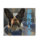 破天荒犬 さくら（個別スタンプ：15）