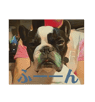 破天荒犬 さくら（個別スタンプ：16）