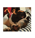 破天荒犬 さくら（個別スタンプ：17）