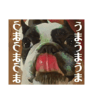 破天荒犬 さくら（個別スタンプ：18）