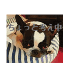破天荒犬 さくら（個別スタンプ：19）