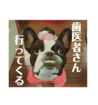破天荒犬 さくら（個別スタンプ：20）