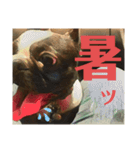 破天荒犬 さくら（個別スタンプ：22）