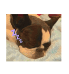 破天荒犬 さくら（個別スタンプ：24）
