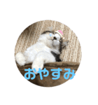 長毛マンチカン ブランくん（個別スタンプ：6）