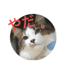 長毛マンチカン ブランくん（個別スタンプ：7）