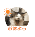 長毛マンチカン ブランくん（個別スタンプ：9）