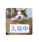 長毛マンチカン ブランくん（個別スタンプ：10）