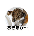 長毛マンチカン ブランくん（個別スタンプ：11）