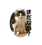 長毛マンチカン ブランくん（個別スタンプ：15）