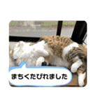 長毛マンチカン ブランくん（個別スタンプ：16）