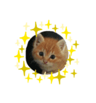 pp221（個別スタンプ：14）
