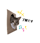 猫のピノちゃん♂（個別スタンプ：1）