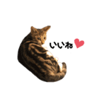 猫のピノちゃん♂（個別スタンプ：2）