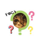 猫のピノちゃん♂（個別スタンプ：3）