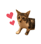 猫のピノちゃん♂（個別スタンプ：4）
