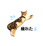 猫のピノちゃん♂（個別スタンプ：5）