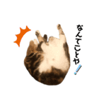 猫のピノちゃん♂（個別スタンプ：6）