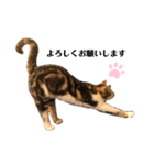 猫のピノちゃん♂（個別スタンプ：7）